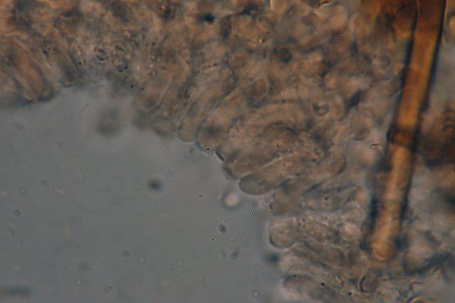 Aphyllophorales invernali.